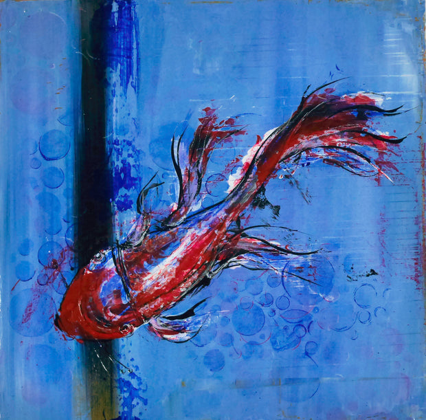 CARPE KOÏ EN ÉVOLUTION